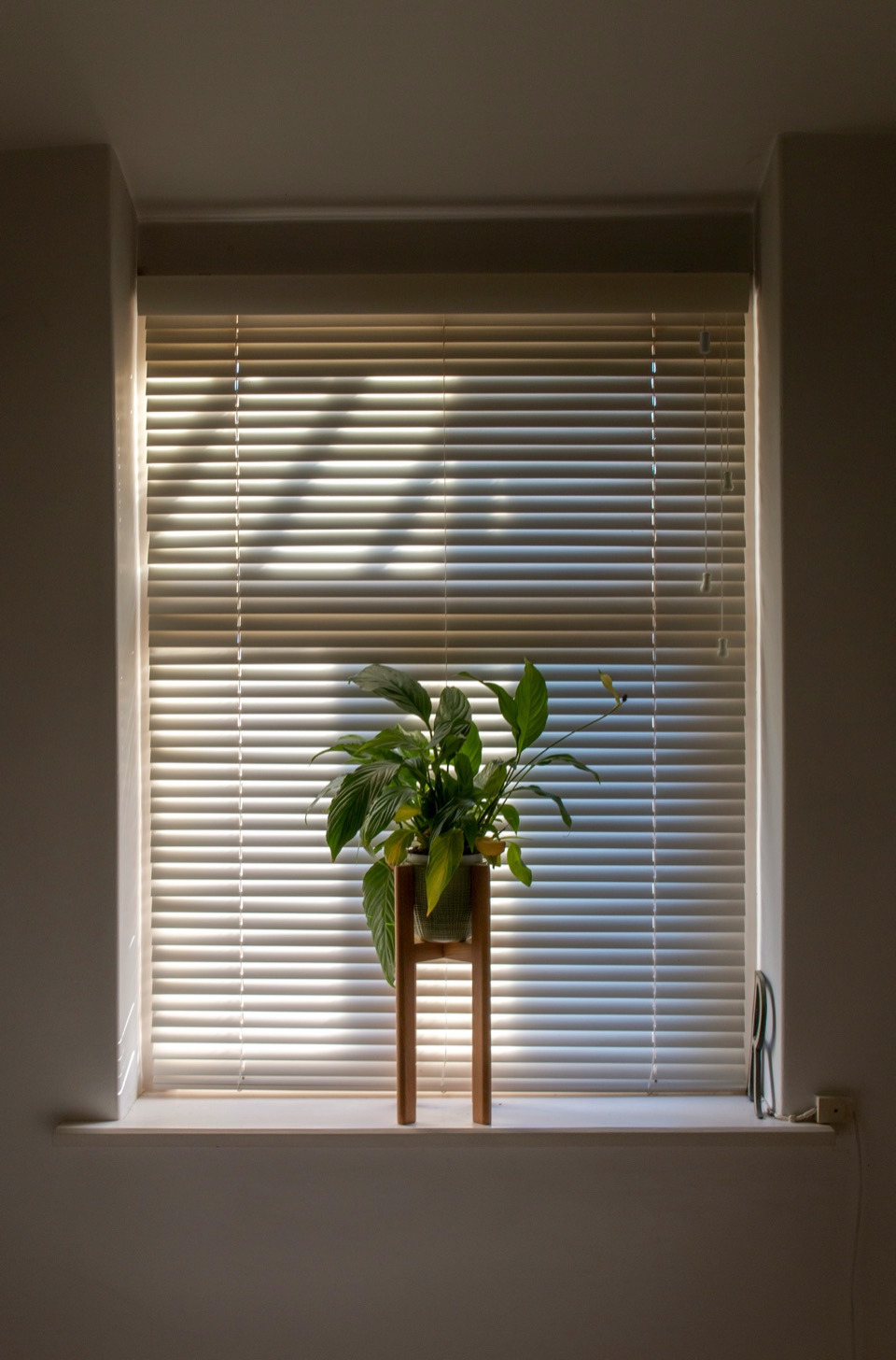 White horizontal window blinds with daylight filtering through the slats behind a potted plant