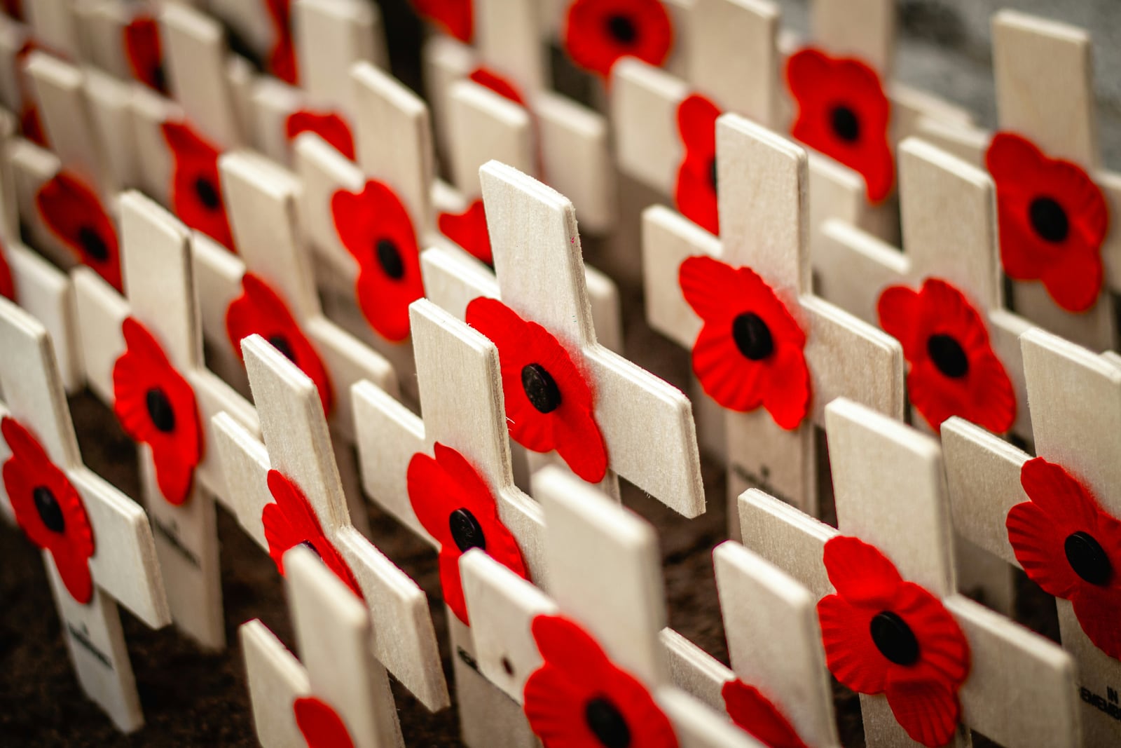 Rows of wooden remembrance crosses decorated with red poppies