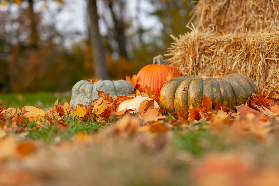 Pumpkins and squash among fallen orange maple leaves beside hay bales in autumn